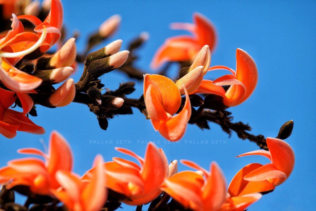 माघ-फागुन: वसन्त ऋतु (Magh-Fagun: Spring season